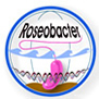 Roseobacter-SFB